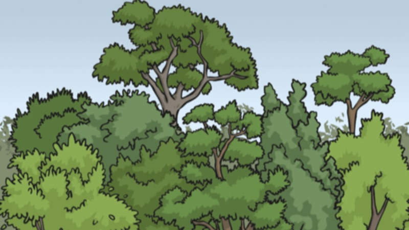tree
