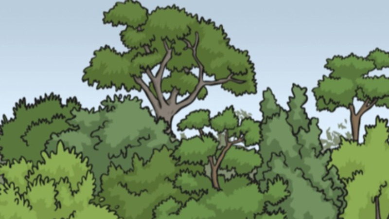 trees