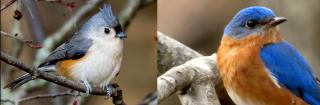birds