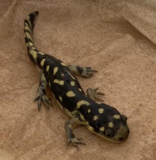 Tiger_Salamander